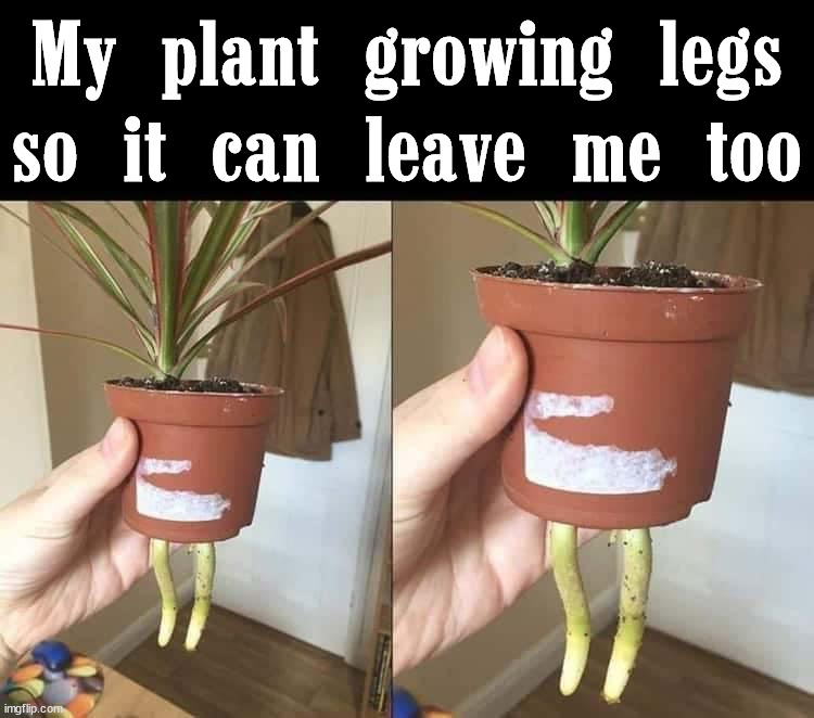 plants Memes & GIFs Imgflip