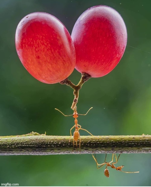 Ant with grapes. Photo by dzulfikri72 Imgflip
