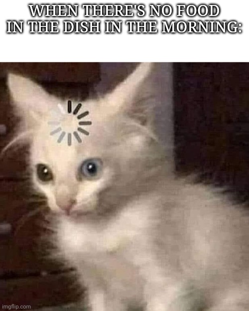 Cat is confused Imgflip