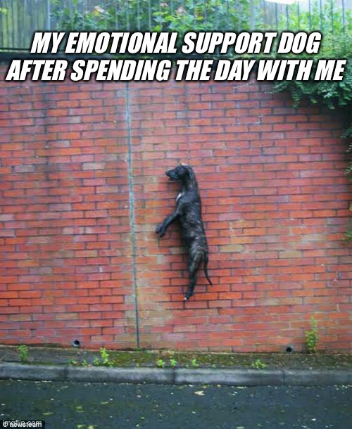 Emotional Support Dog Imgflip