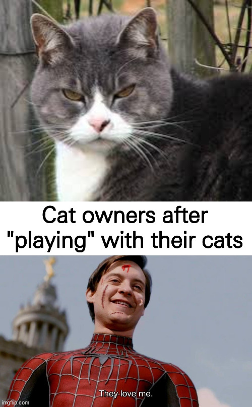 Image tagged in mean cat hmmm,cats Imgflip