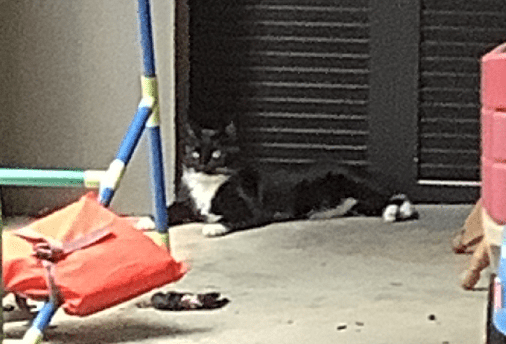 Zen cat Memes Imgflip