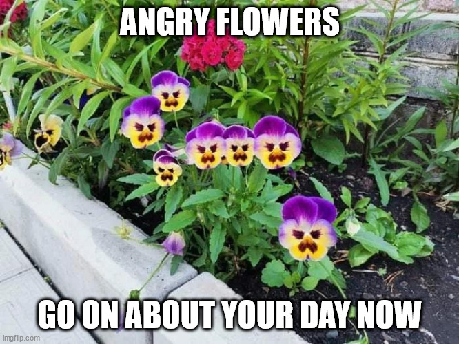 Angry Flowers Imgflip