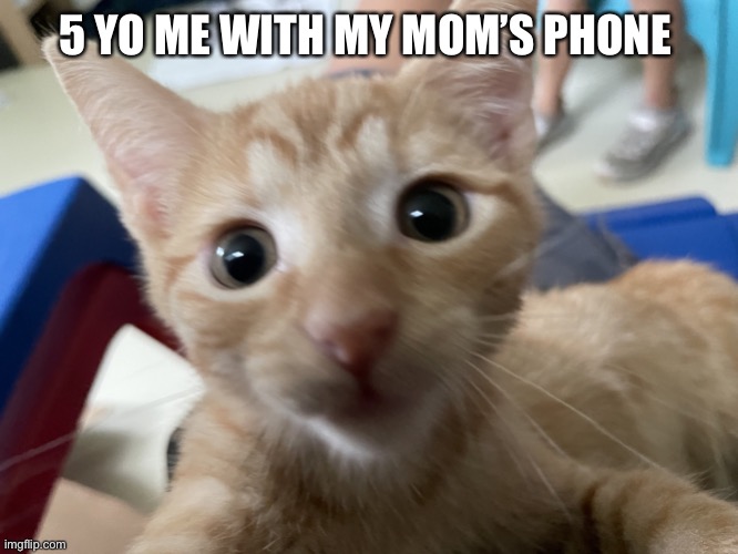 Selfie cat Imgflip