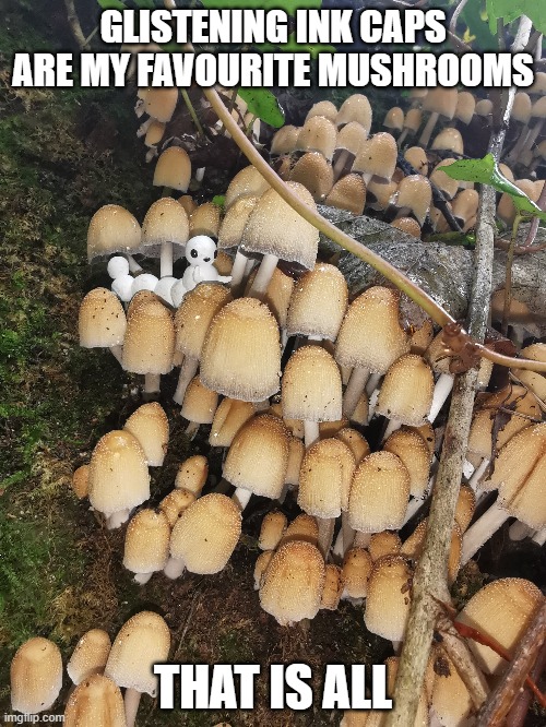 Imgflip Create and Share Awesome Images