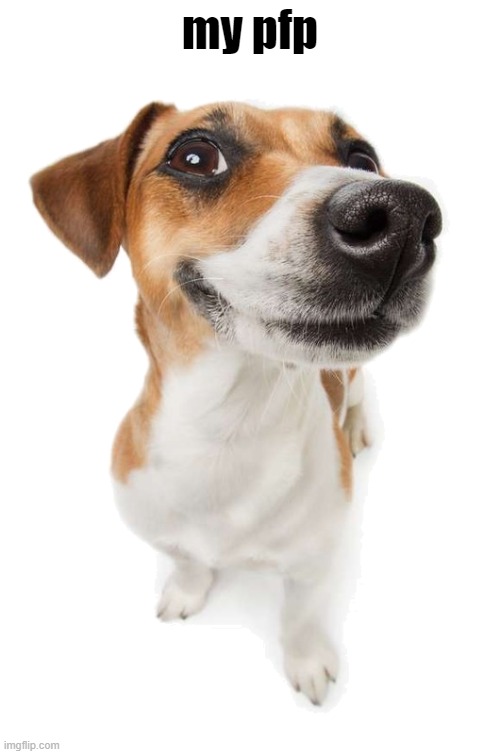 jack russell Imgflip