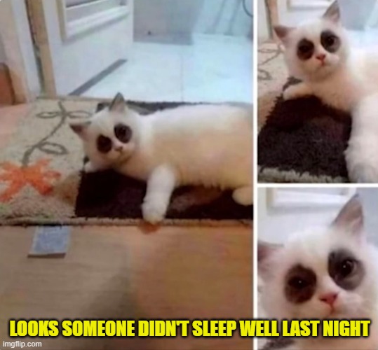 Image tagged in cats Imgflip