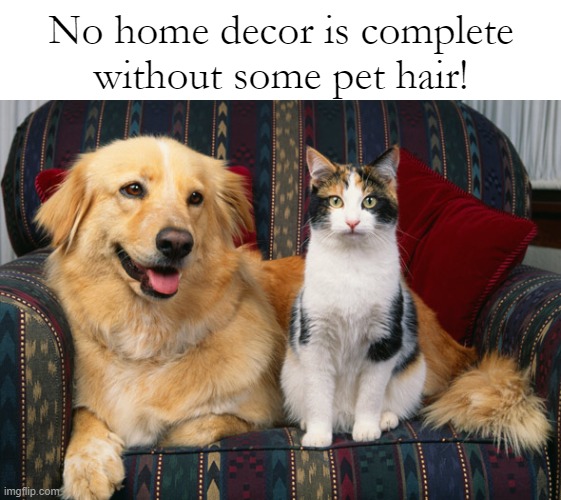 Funny pets Imgflip