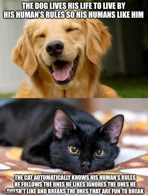 The Truth About Cats and Dogs Imgflip