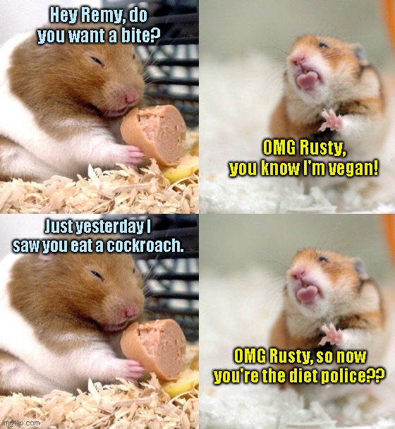 Two Cute Hamsters Imgflip