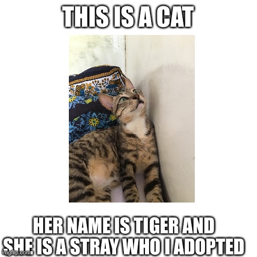 Tiger Imgflip