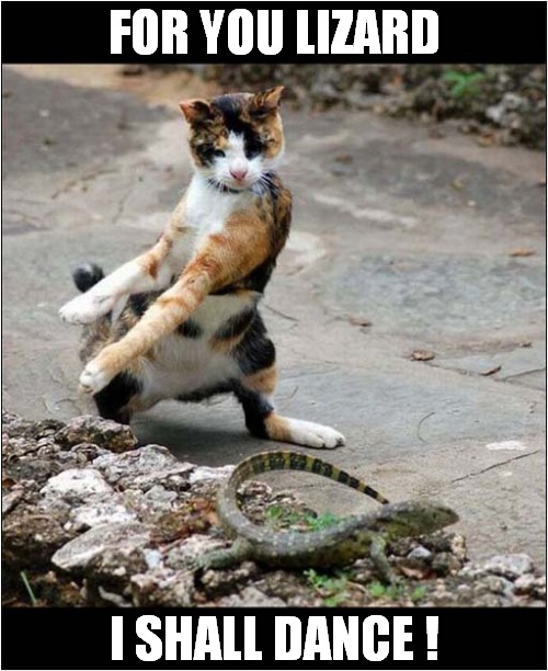 Cat Trying To Impress Reptile ! Imgflip