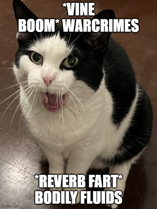 cats fart Memes & GIFs Imgflip