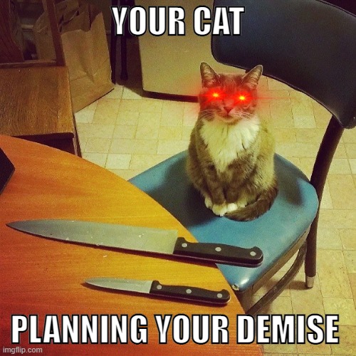 Your Cat Is Planning Your Demise Imgflip