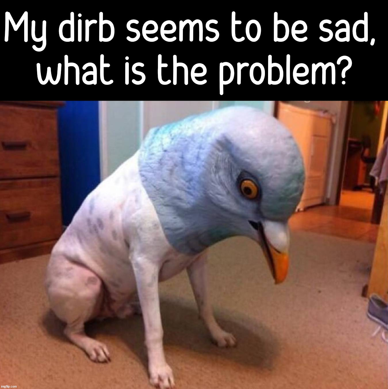 Dog + Bird = Dirb Imgflip