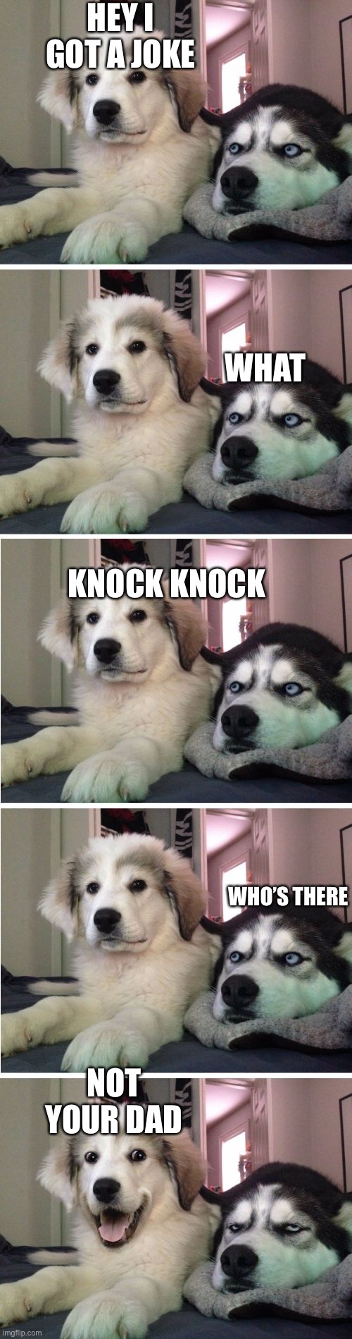 Knock Knock Dogs Imgflip