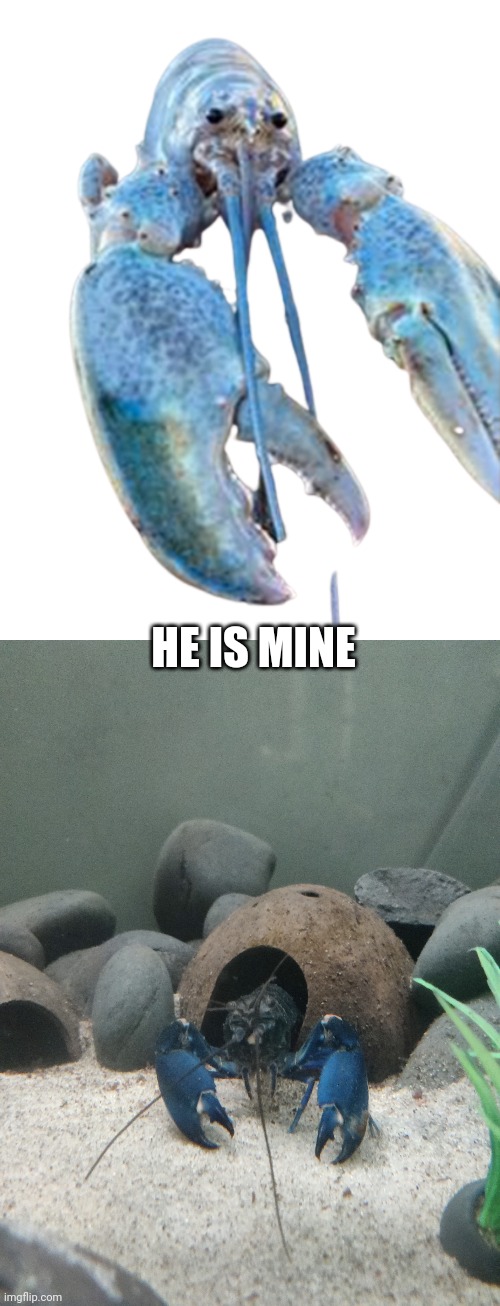 Image tagged in hattie the cotton candy blue lobster staring at you