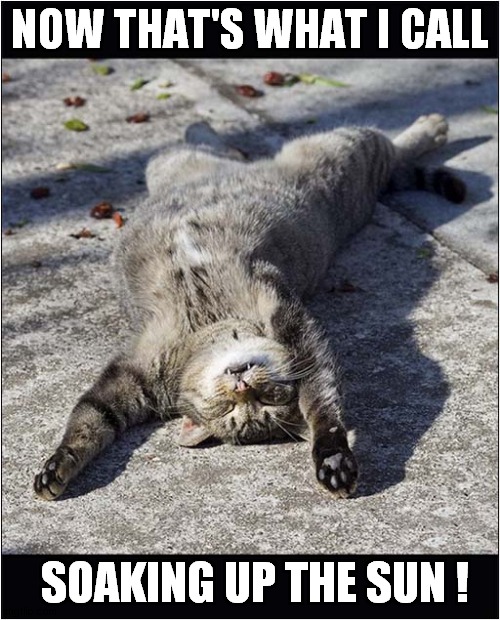 cats sunbathing Memes & GIFs Imgflip