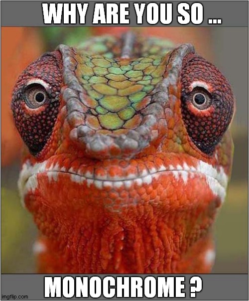 Confused Chameleon ! Imgflip