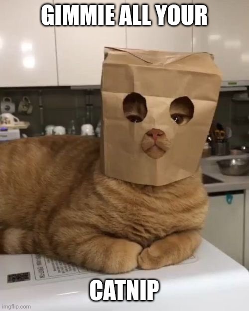 CATNIP ROBBER Imgflip