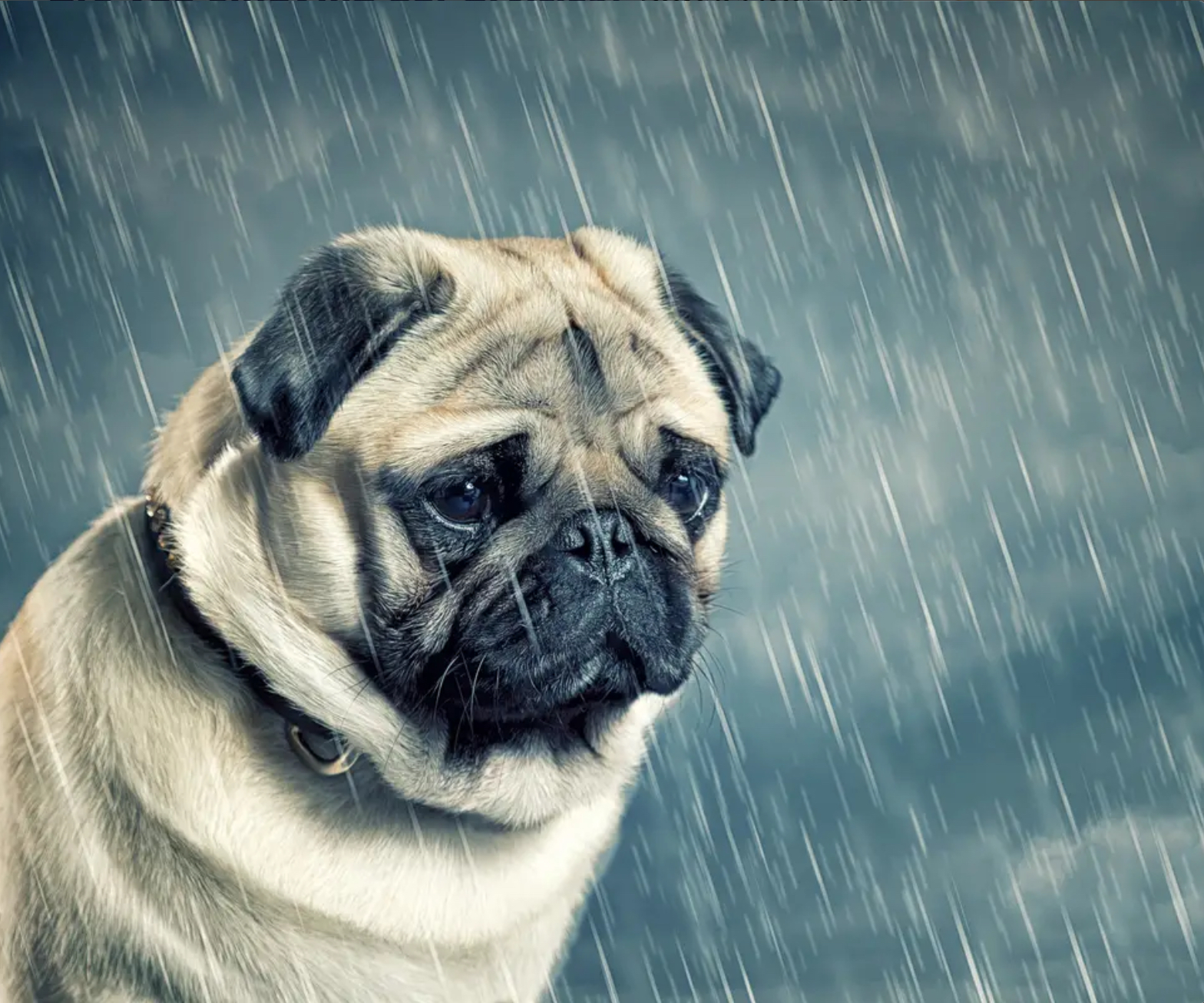 Raining on Sad Dog Latest Memes Imgflip
