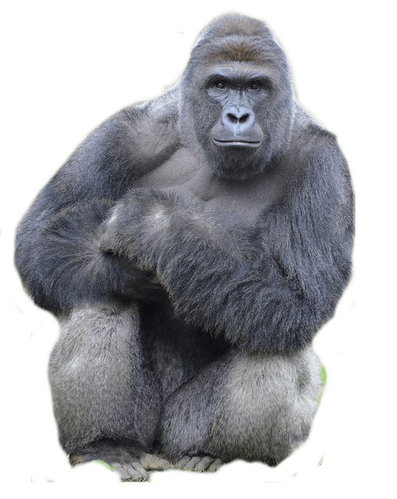 Harambe Blank Template Imgflip