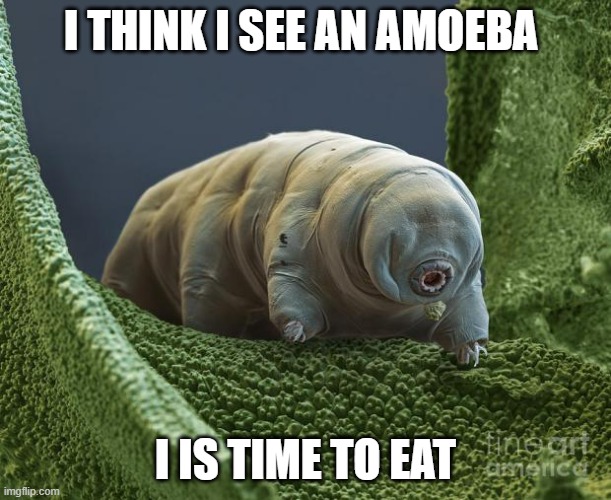 Image tagged in water bear is hard as fuq Imgflip
