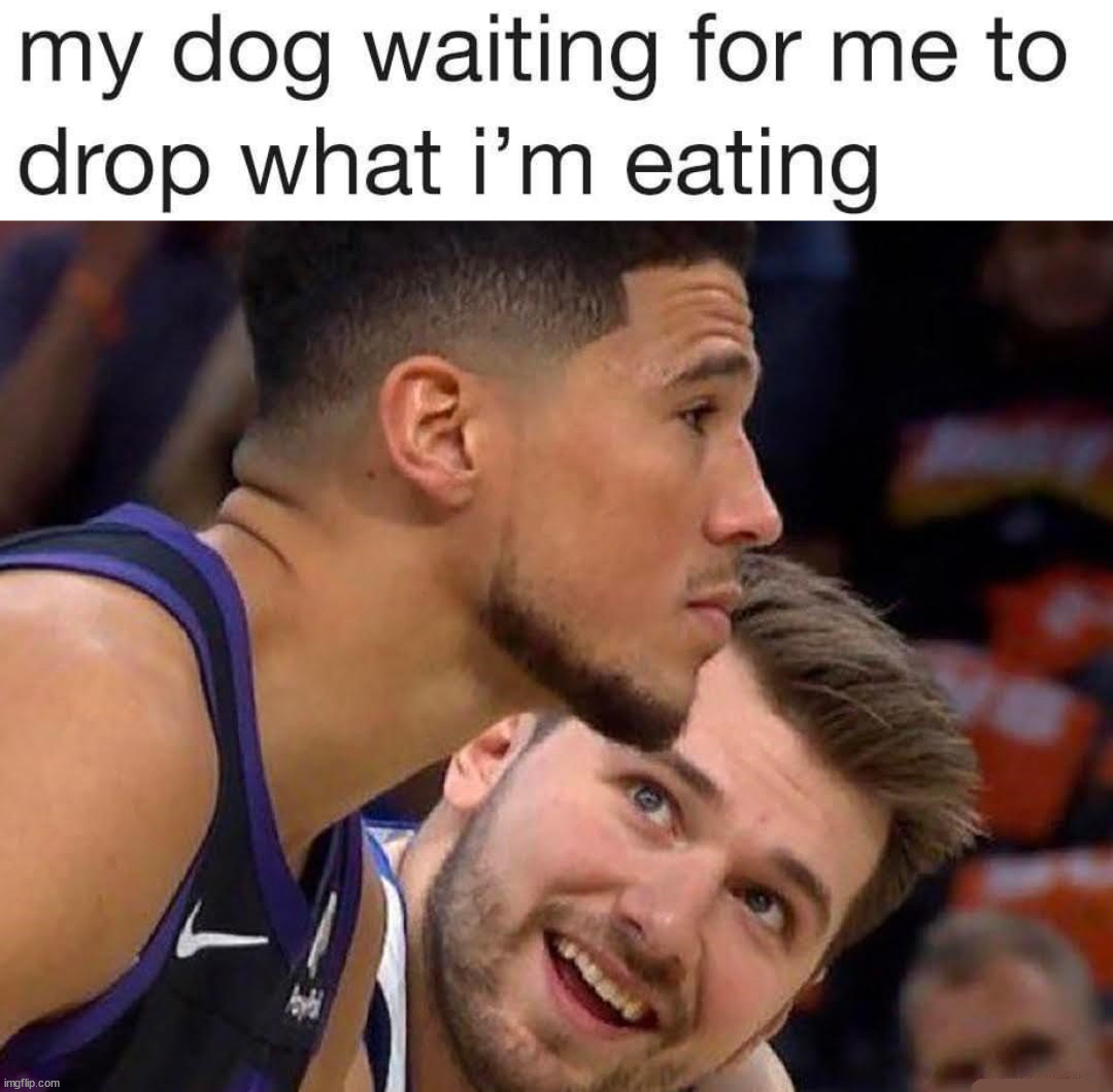 Image tagged in dogs,eating Imgflip