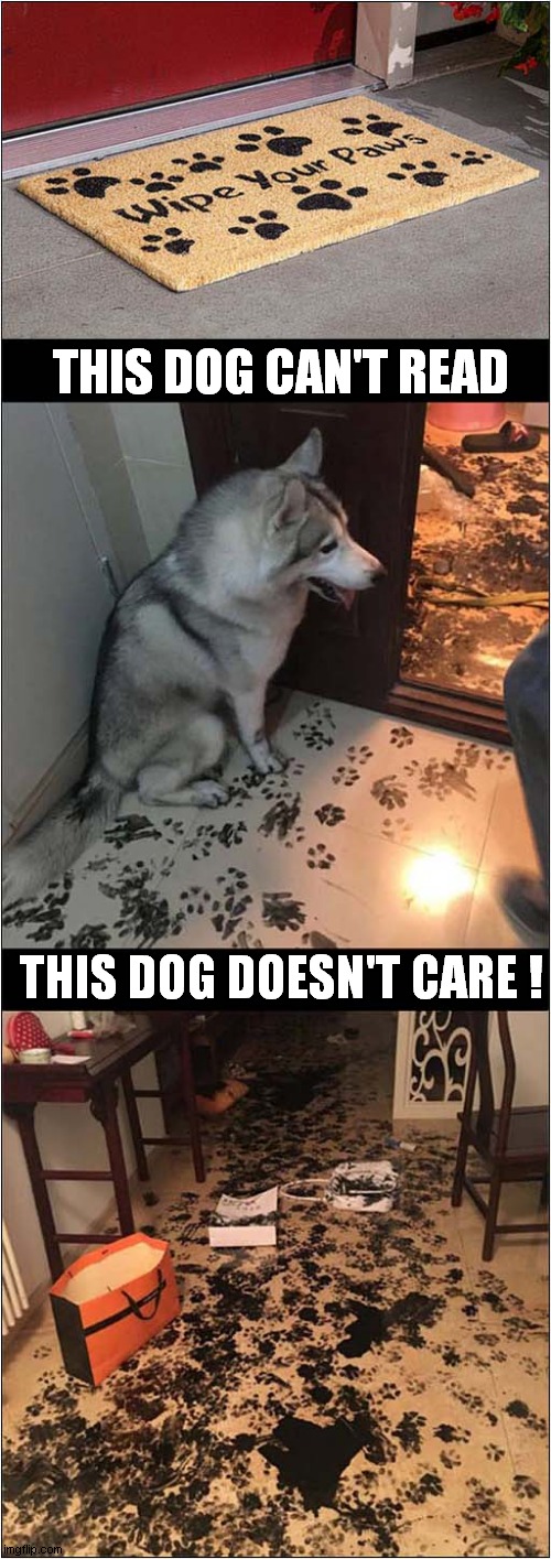 Carpet Ruined By Dog ! Imgflip