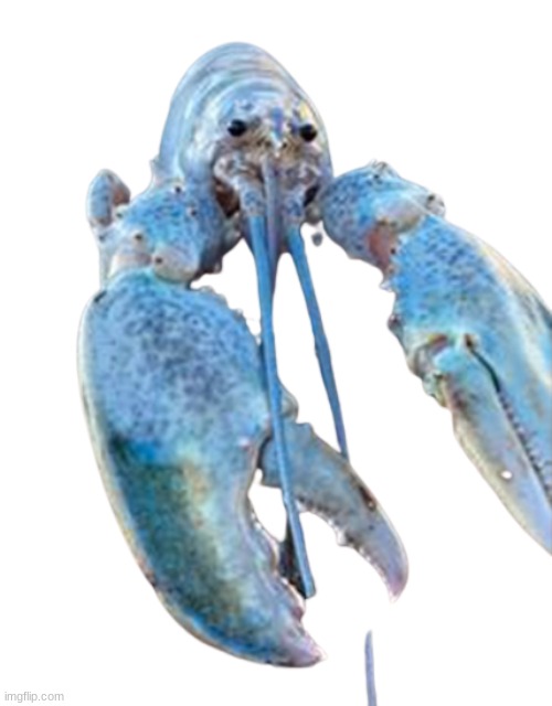 Image tagged in hattie the cotton candy blue lobster staring at you