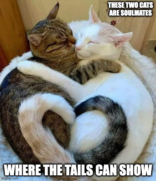 Cats In Love Imgflip