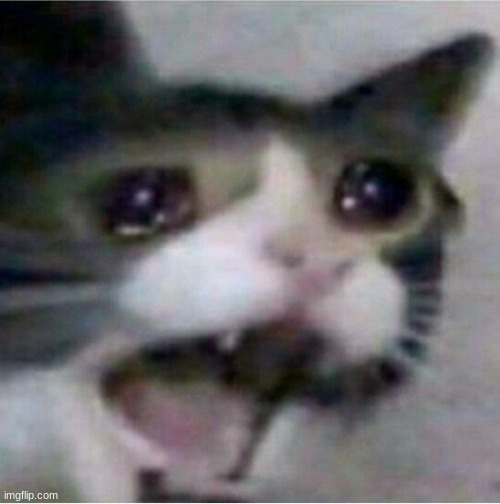 crying cat Imgflip