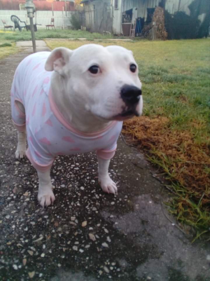 High quality Huh Dog Memes Imgflip