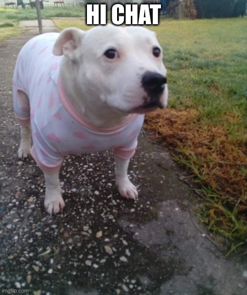 Image tagged in pitbull in a onesie Imgflip