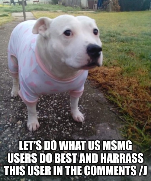 PITBULL IN A ONESIE Imgflip