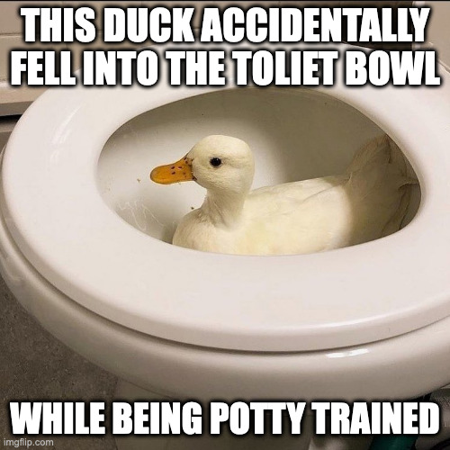 Duck in Toliet Bowl Imgflip