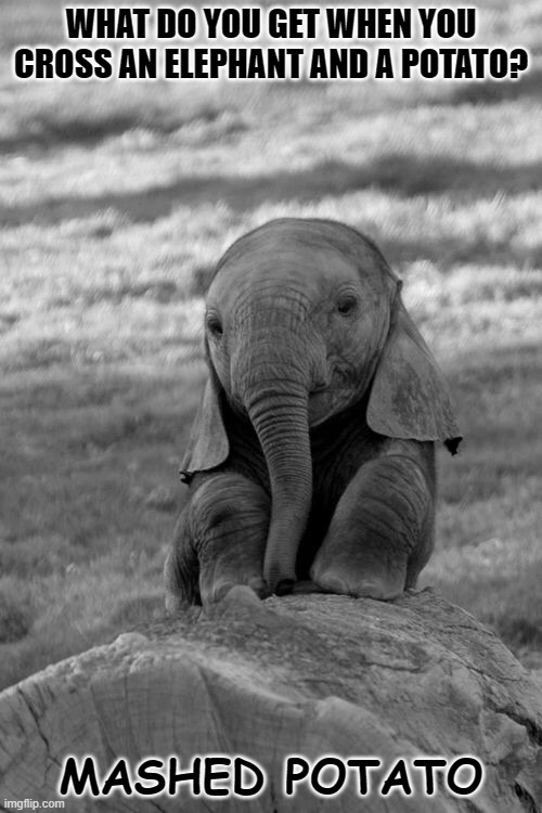 Daily Bad Dad Joke Oct 14 2022 Imgflip