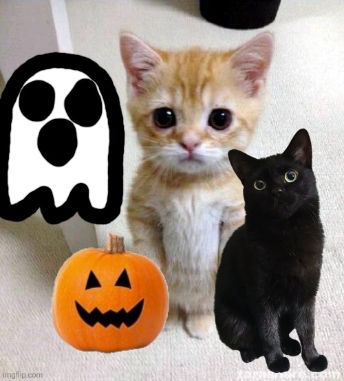 Halloween cat Imgflip