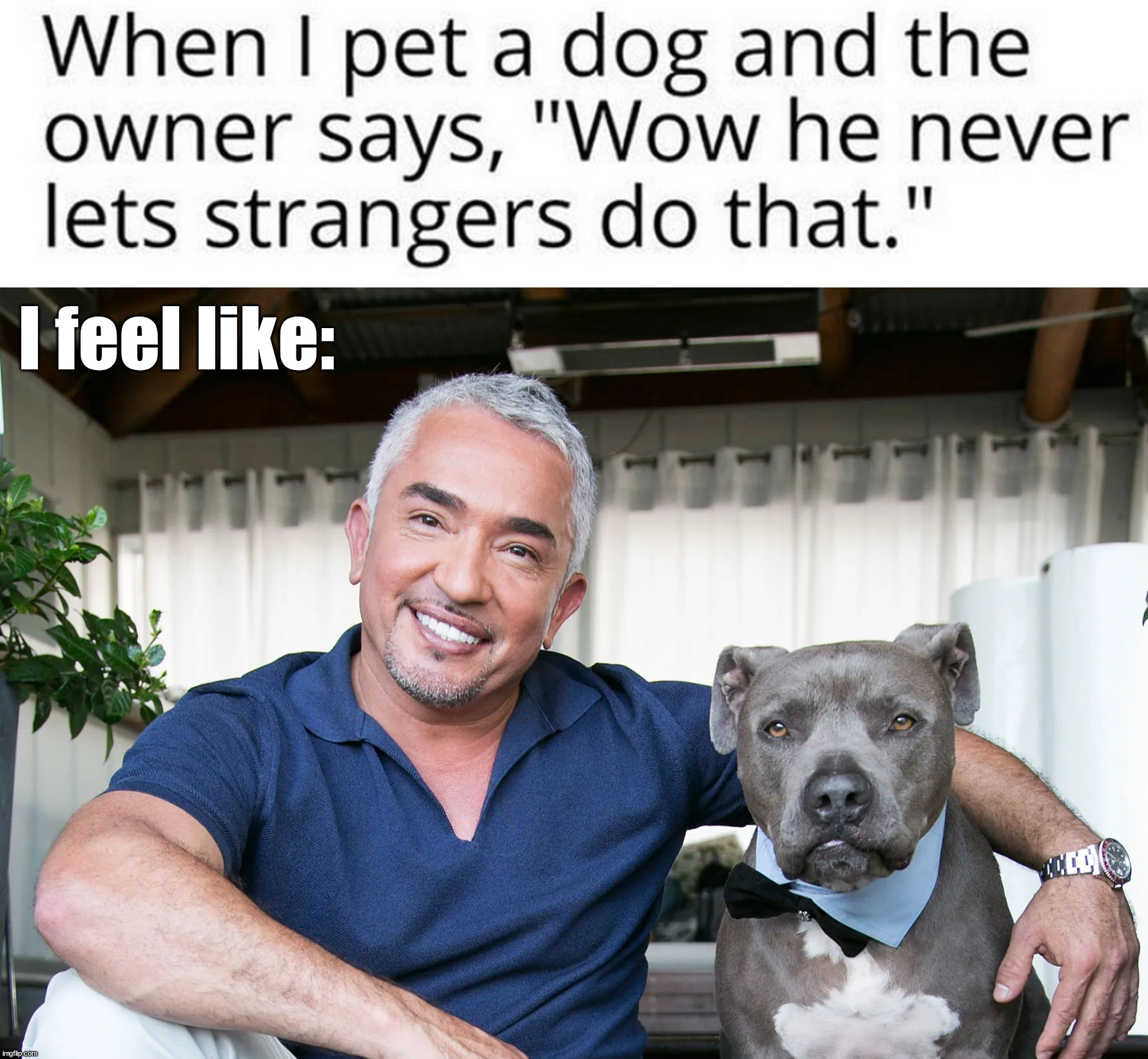 I feel like Cesar Millan Imgflip