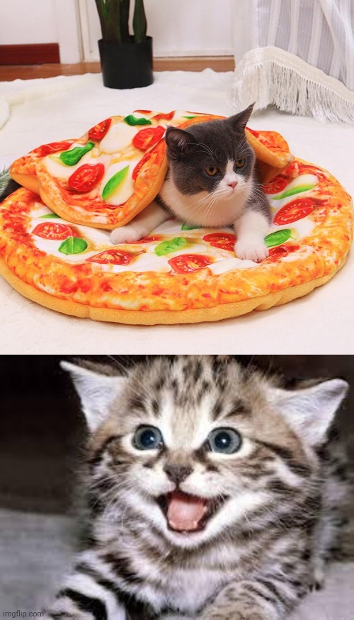 Pizza cat bed Imgflip