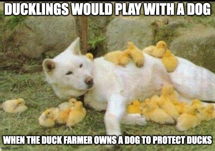 Ducklings on Dog Imgflip