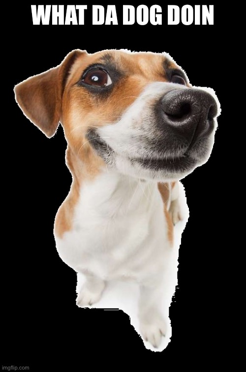 jack russell Memes Imgflip