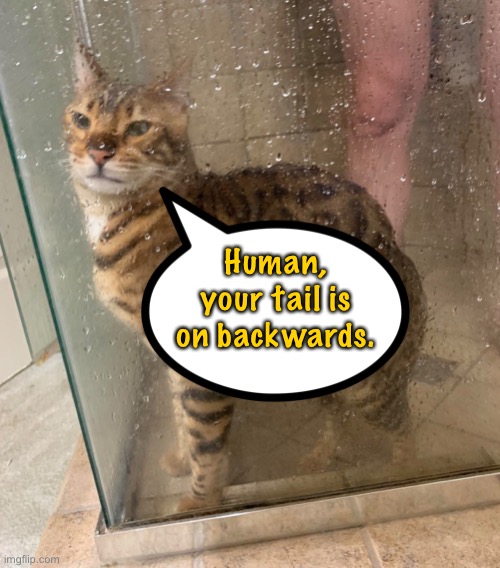 Cat in shower Imgflip