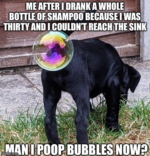 Dog balls Imgflip