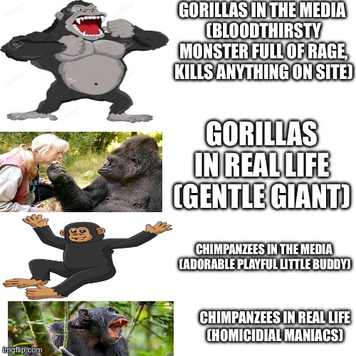 Gorillas vs chimps ?? Imgflip