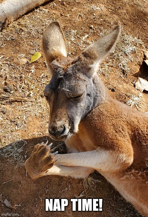 Kangaroo Nap Imgflip