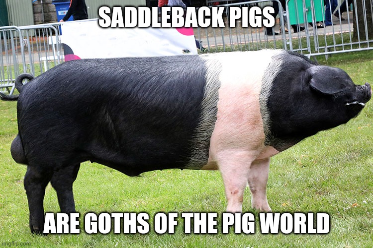 Goth pig Imgflip