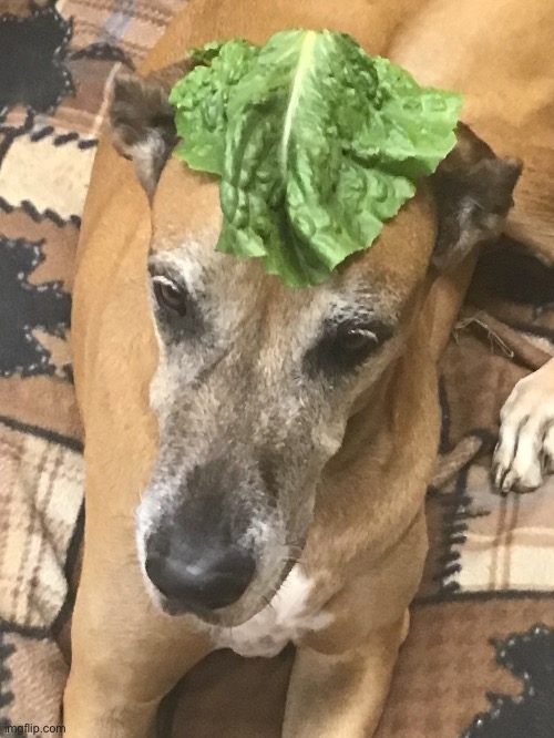 Lettuce dog ) Imgflip