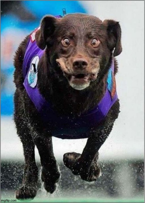 Do You Say 'Biscuits' ? Imgflip