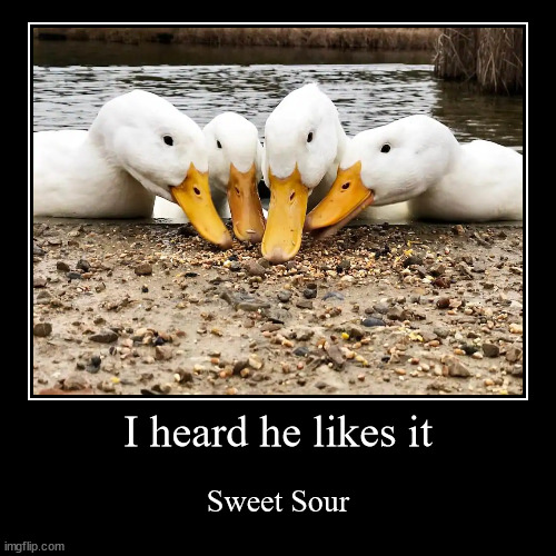 just some ducks like you and me Imgflip